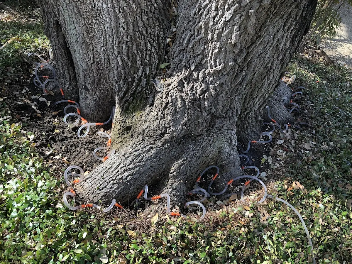 Detailed Tree Cabling and Bracing job site in Plymouth Meeting