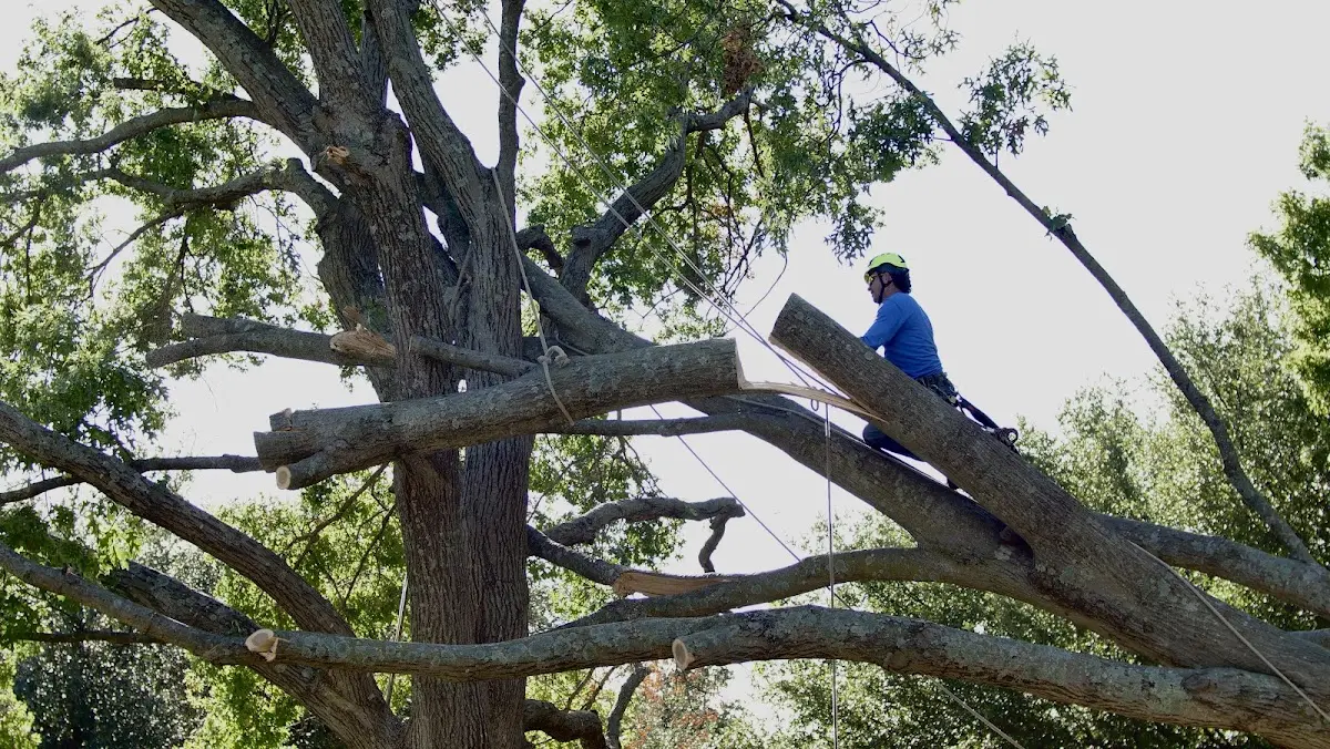 Professional Crown Thinning performed by certified arborists in Plymouth Meeting